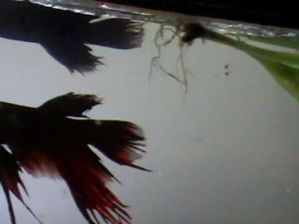 Betta_repro