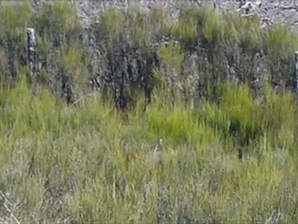 basset fauves sur sanglier 2012