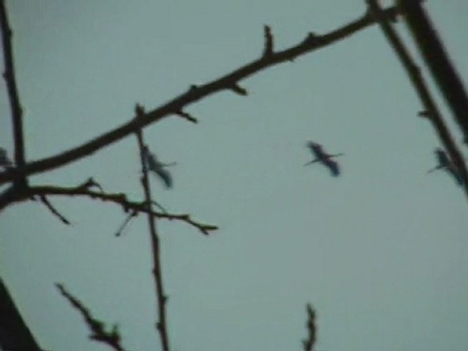 Grues