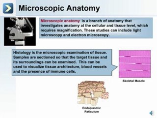 Understanding Anatomy: A Basic Overview 🩻