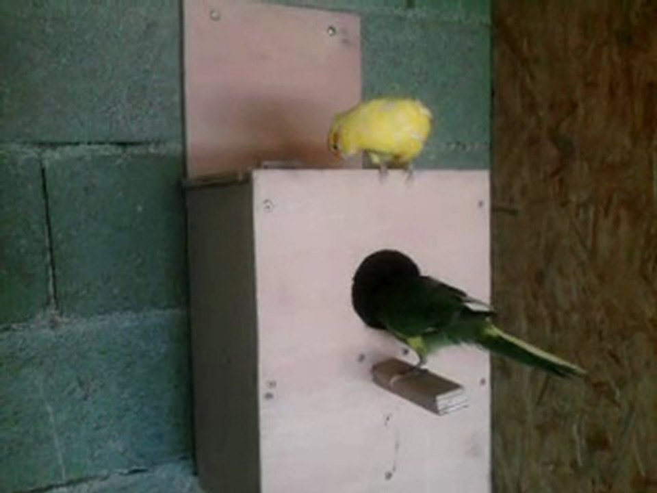 Kakarikis