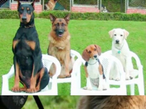 dog separation anxiety cure - how to cure dog separation anxiety - dog separation anxiety