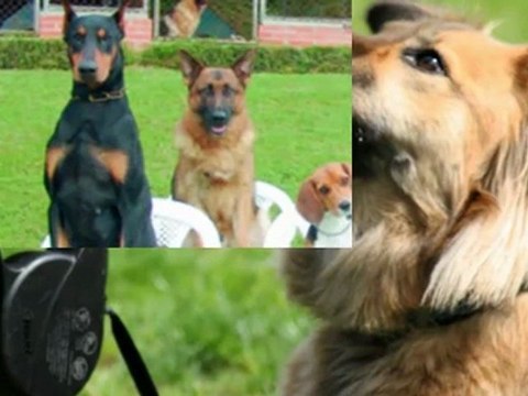 dog anxiety separation - dog and separation anxiety - separation anxiety in dog