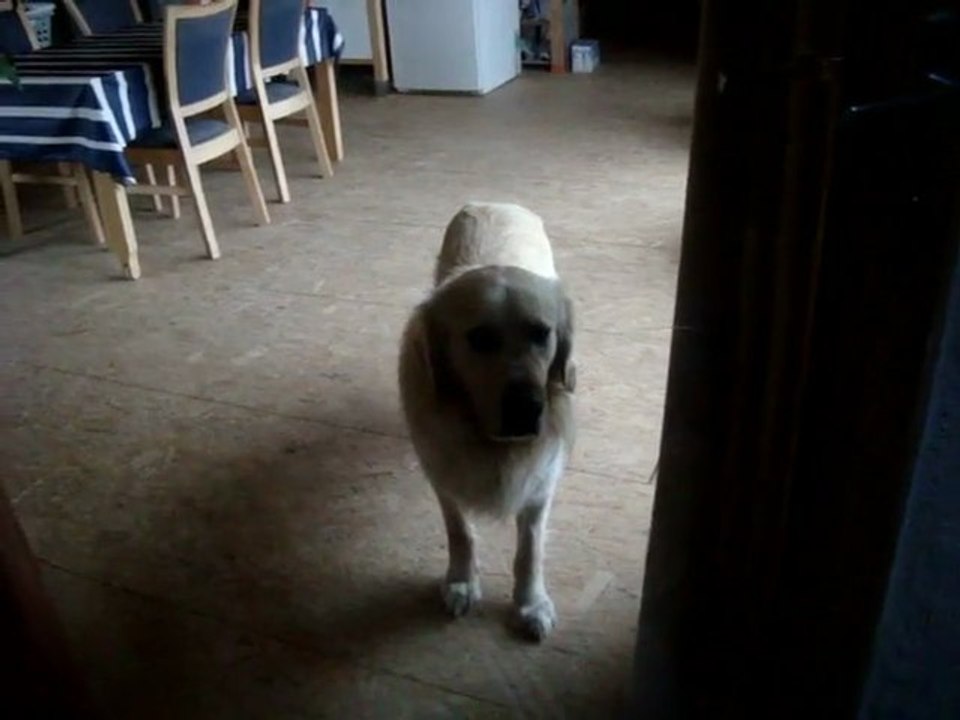 chien qui fait pitié