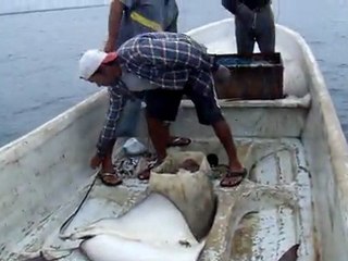 peche sur le pacifique: La Raie