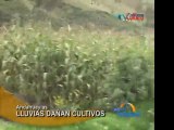 Andahuaylas Lluvias afectan cultivos de maiz y papa