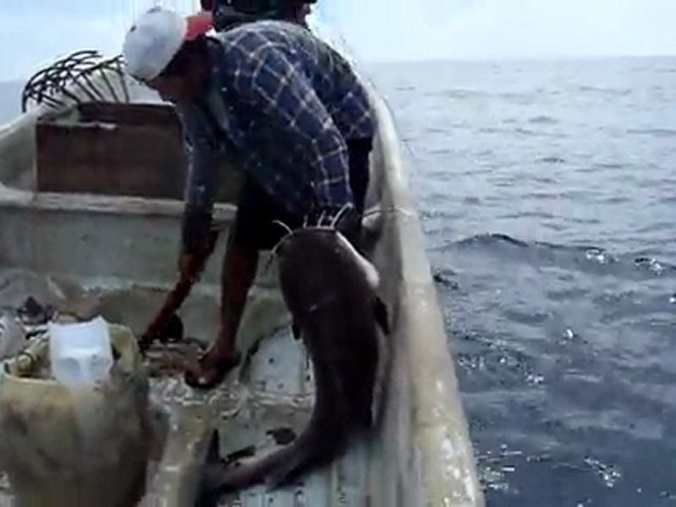 Peche sur le pacifique: le Tacason (moustaki pour les intimes)