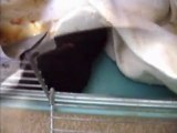 Bretzel mon vison tout bébé dans sa cage juin 2010 / my baby pet mink