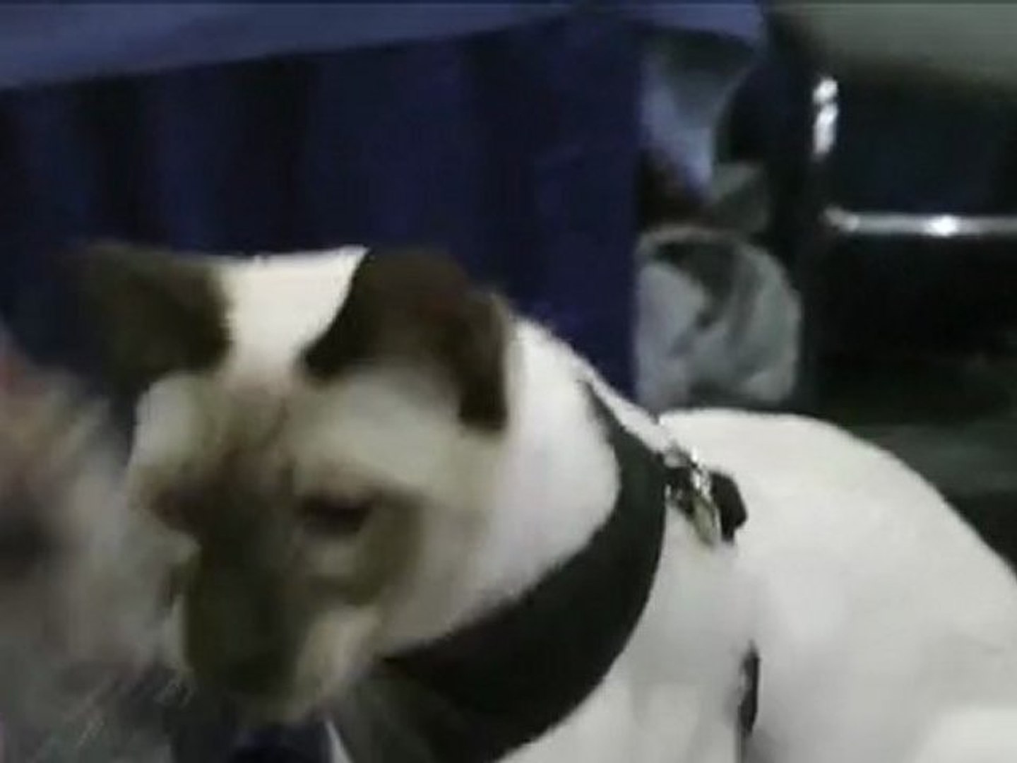 ⁣meet the thai cat: traditional siamese cat playing at the javits center cat show in nyc, music, hd