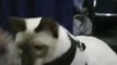 meet the thai cat: traditional siamese cat playing at the javits center cat show in nyc, music, hd