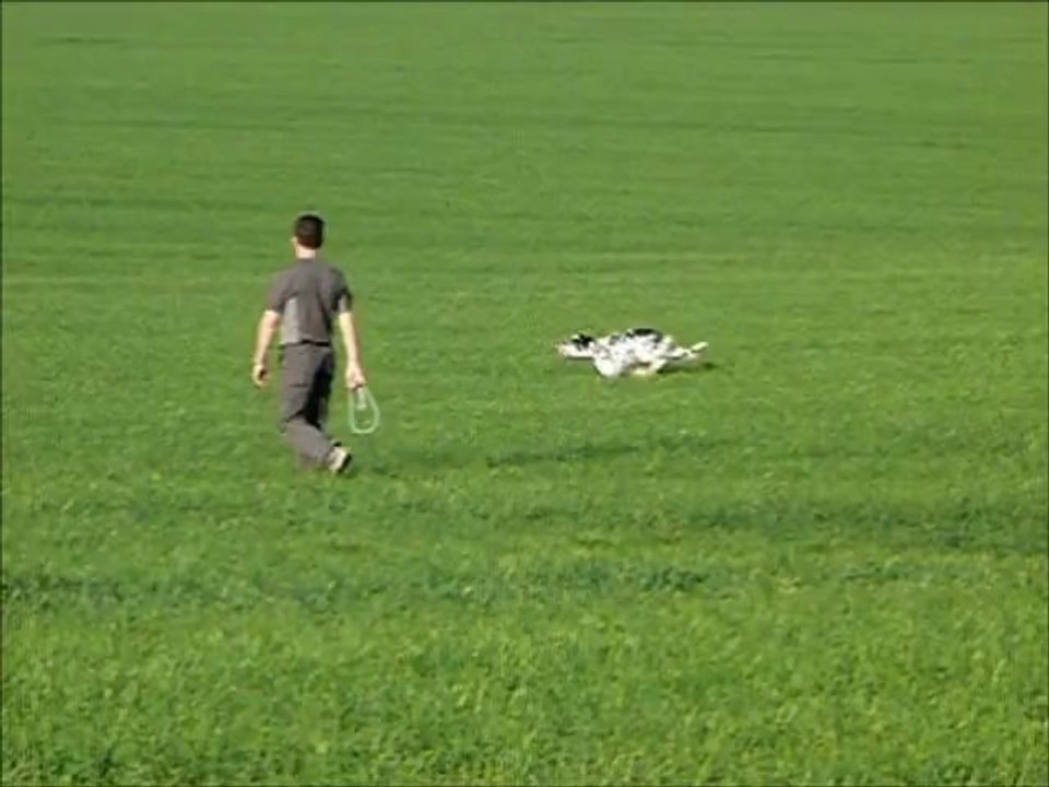 Setters anglais "des pesetes" : Enola - Gay