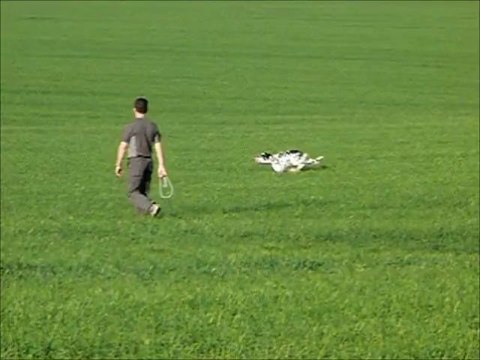 Setters anglais des pesetes : Enola - Gay