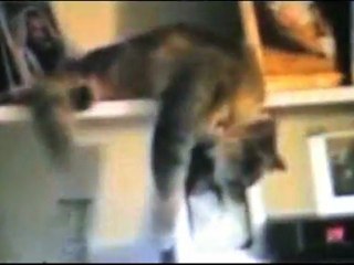 Самые смешные похождения кота Васьки