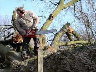 3. Chêne des Bergers. 27 février 2012.