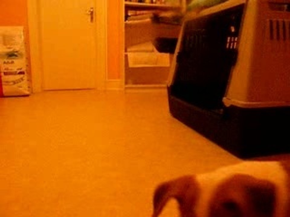 bamba
