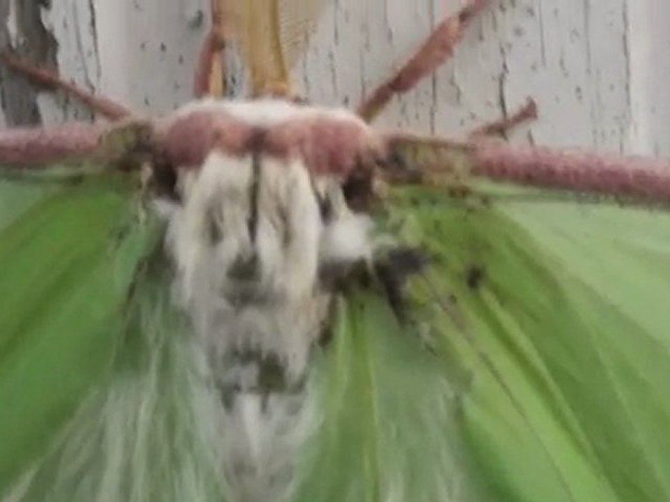 Mysterious Moth
