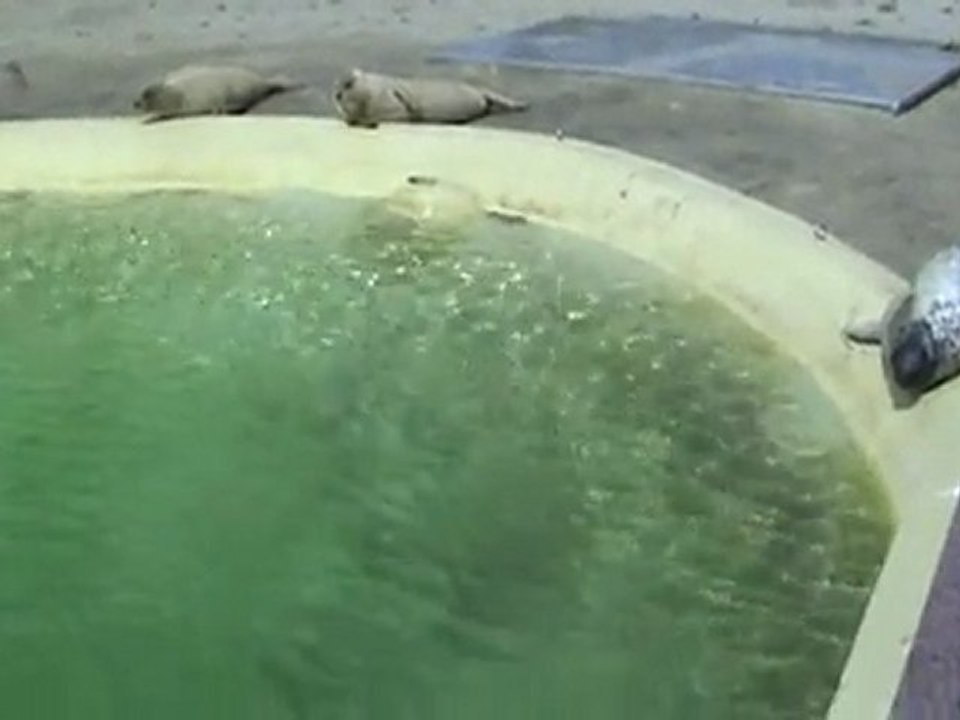 Robben in der Seehundstation Friedrichskoog 001