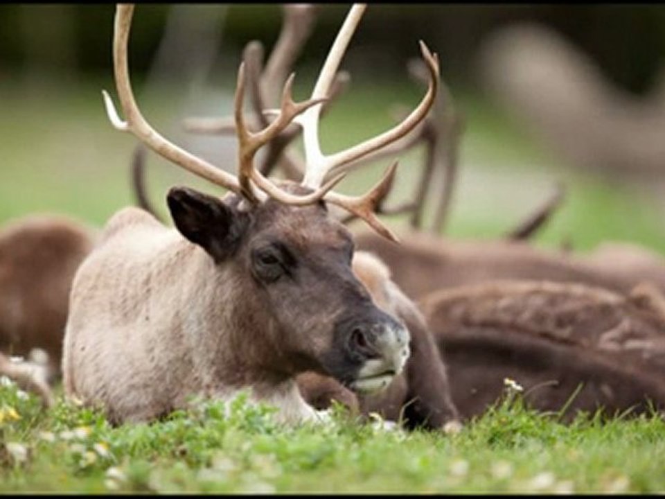 Beautiful Wildlife