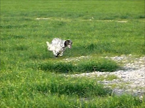 Setters anglais des pesetes: E'buffy