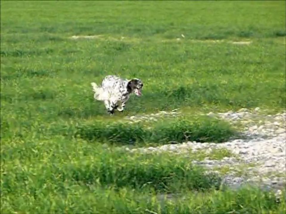 Setters anglais des pesetes: E'buffy