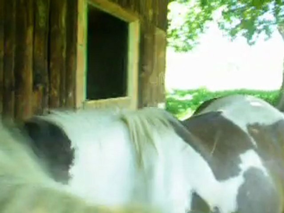 Speedie et Uttawa pendant la sieste