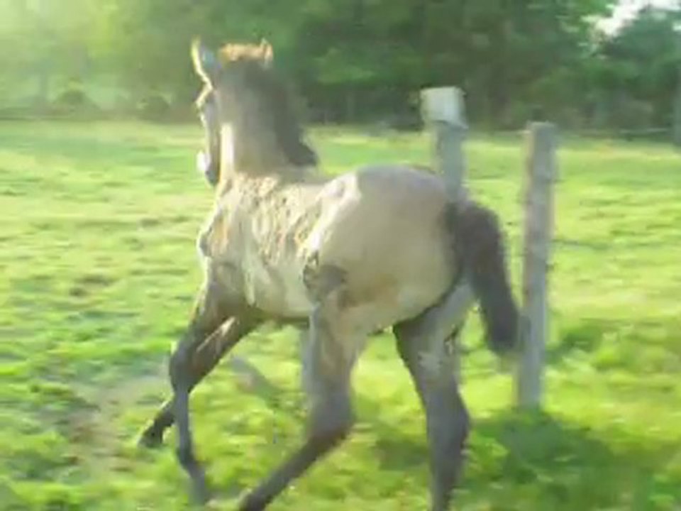 Le troupeau - quart d'heure de folie!