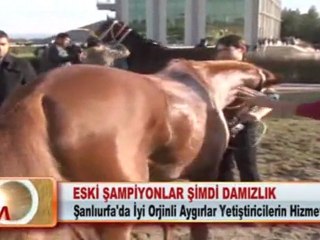 ESKİ ŞAMPİYONLAR ŞİMDİ DAMIZLIK 29.02.2012