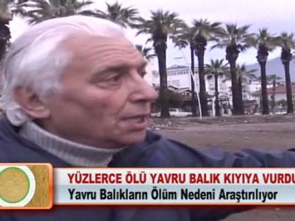 YÜZLERCE ÖLÜ YAVRU BALIK KIYIYA VURDU 01.03.2012