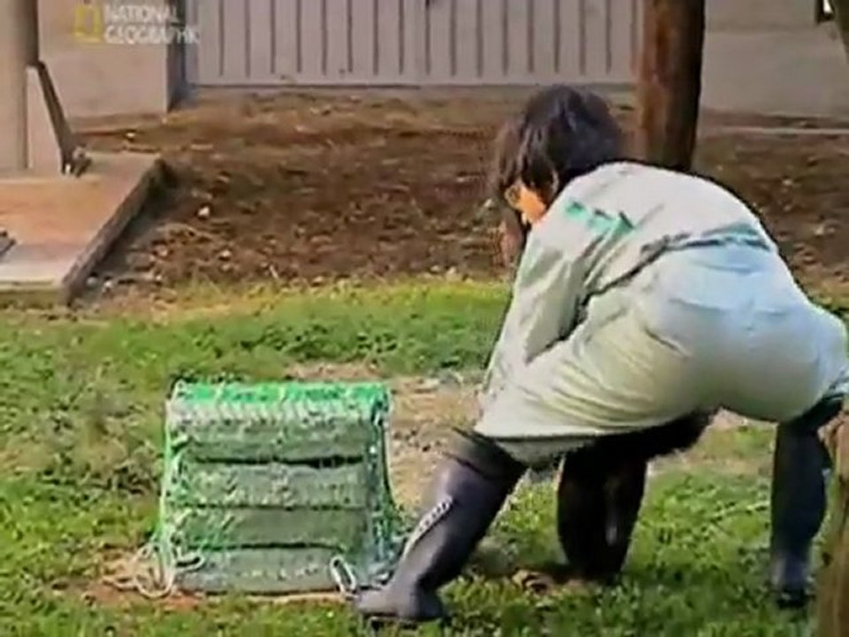 Kooperationsfähigkeit von Affen