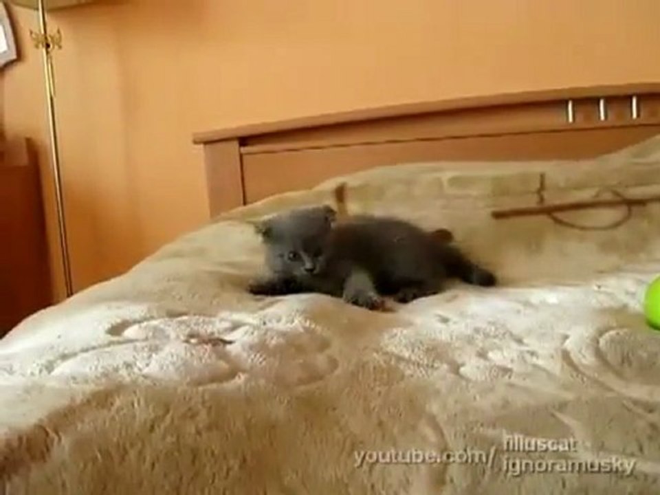 Kitten vs TWO scary things