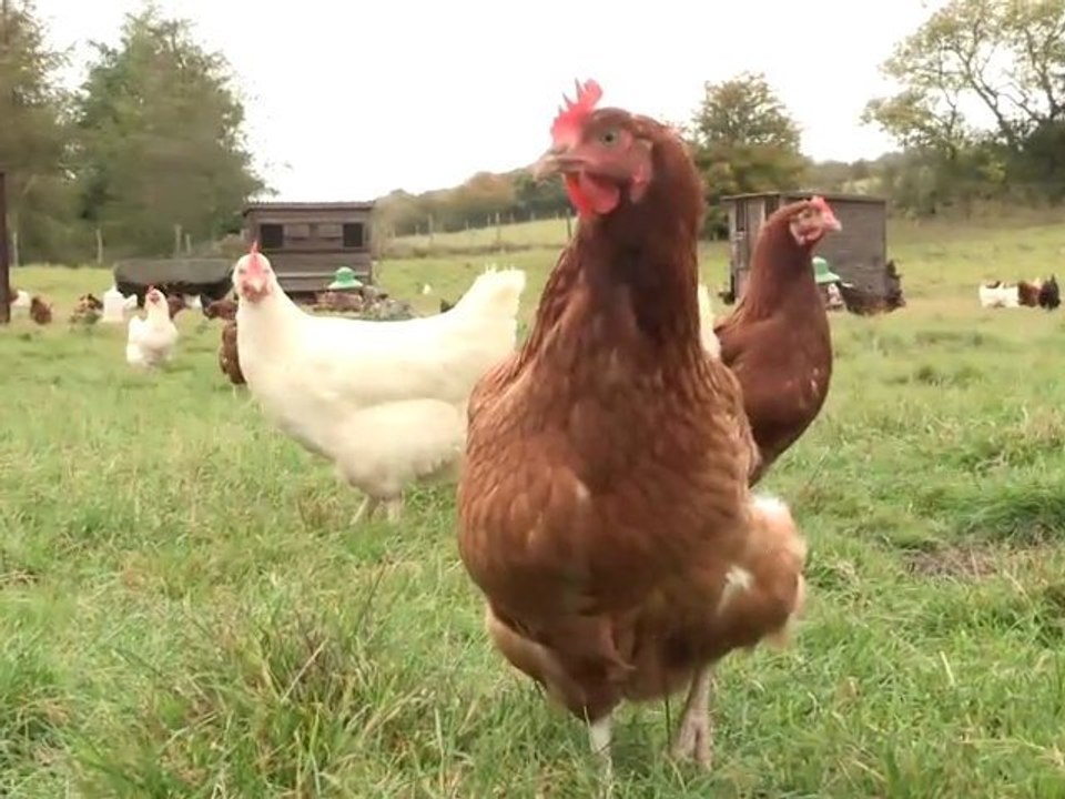 How To Introduce Chickens