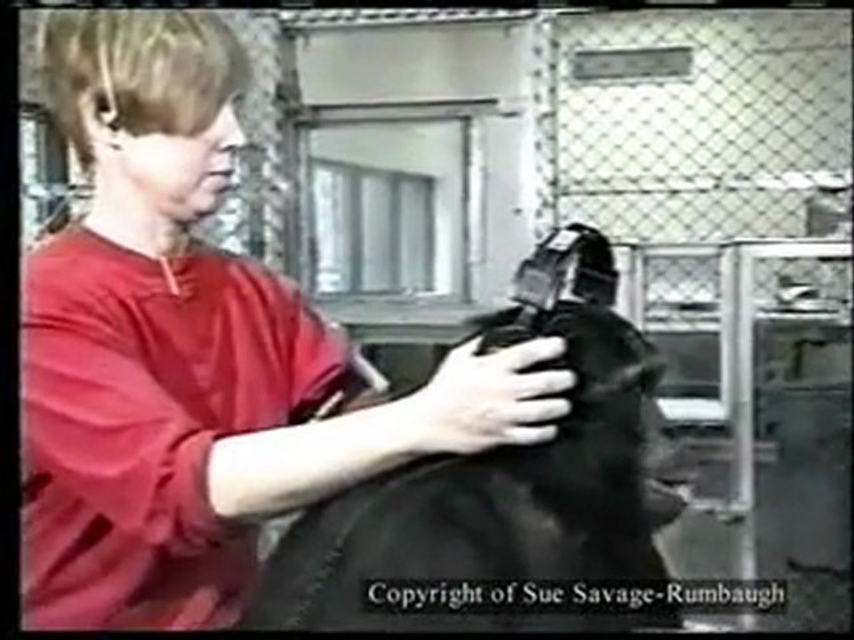 Kanzi versteht unsere sprache