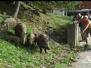 liberato il cinghiale simba