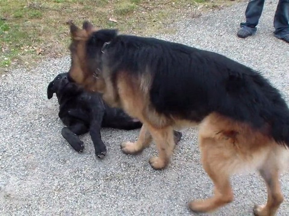 jeu getro/gaico