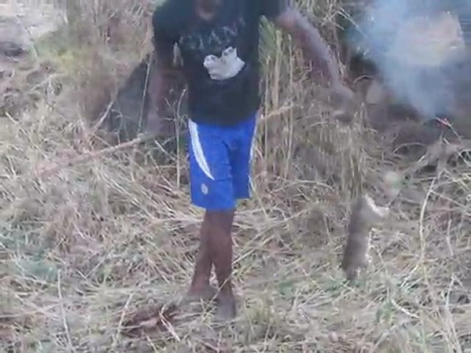 Chasse au rat des palmiers