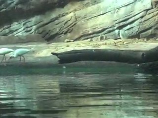 Hipo only cares about food