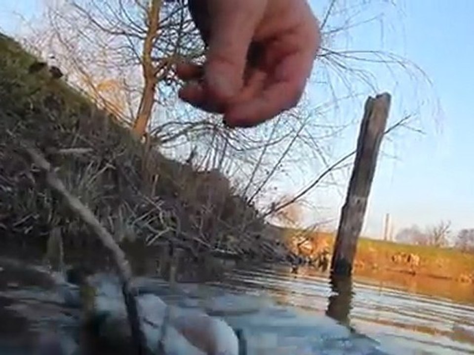 Petit brochet  trop vif et ne voulant pas être filmé ^^