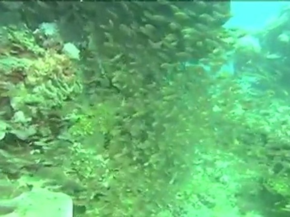 O fundo do mar em 360º