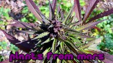 Where to Find Marijuana Seeds 4