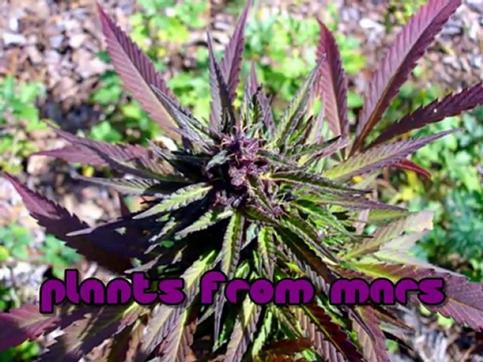 Where to Find Marijuana Seeds 4