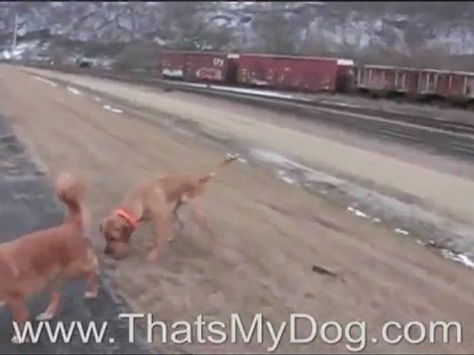 Dog Training Wisconsin Feb2012
