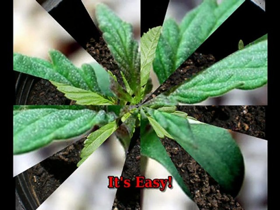 Where to Find Marijuana Seeds. 1