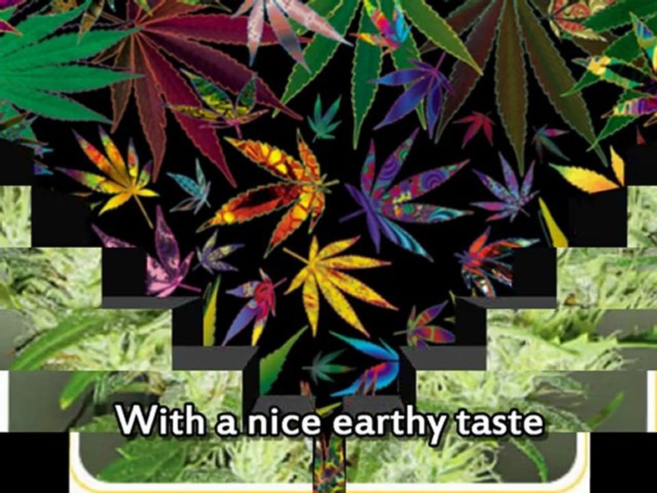 Where to Find Marijuana Seeds 2