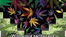 Where to Find Marijuana Seeds 2