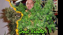 Where to Find Marijuana Seeds 3