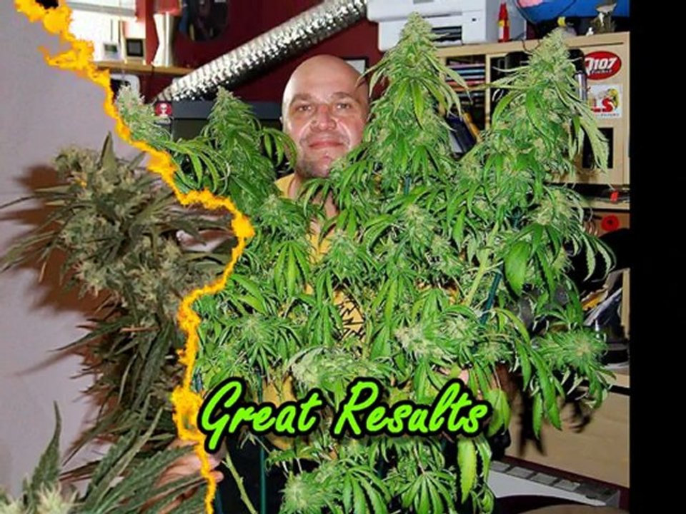 Where to Find Marijuana Seeds 3