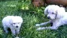 Coqui e hijo