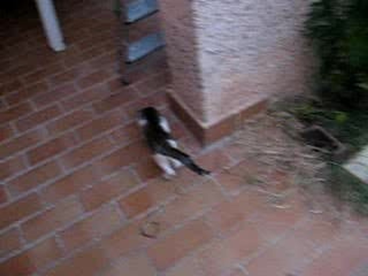 Le Chat A La Queue Tordue Video Dailymotion