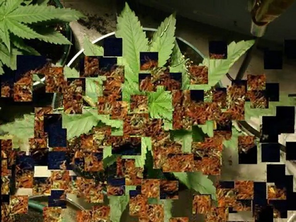 Where to Find Marijuana Seeds 5