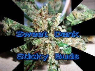 Where to Find Marijuana Seeds 7